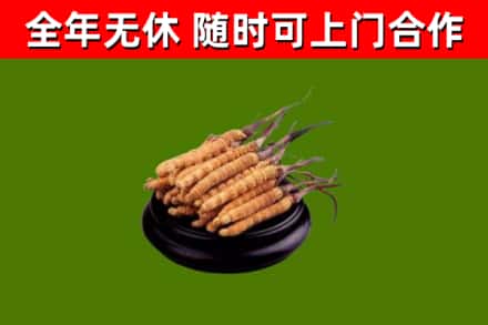 大箐山烟酒回收冬虫夏草.jpg